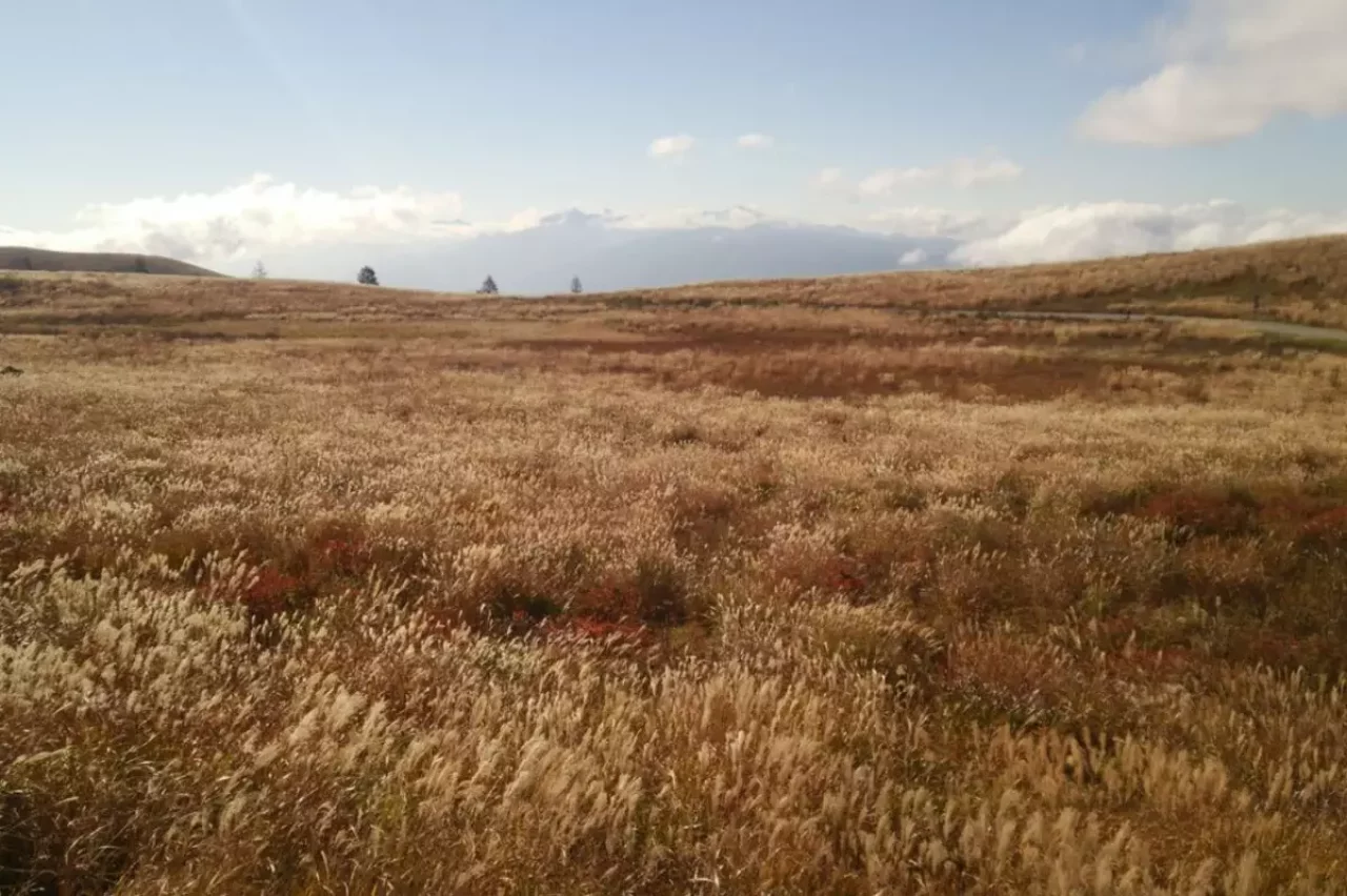 黄金に染まる草紅葉を楽しむ霧ヶ峰