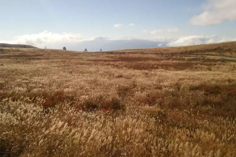 黄金に染まる草紅葉を楽しむ霧ヶ峰