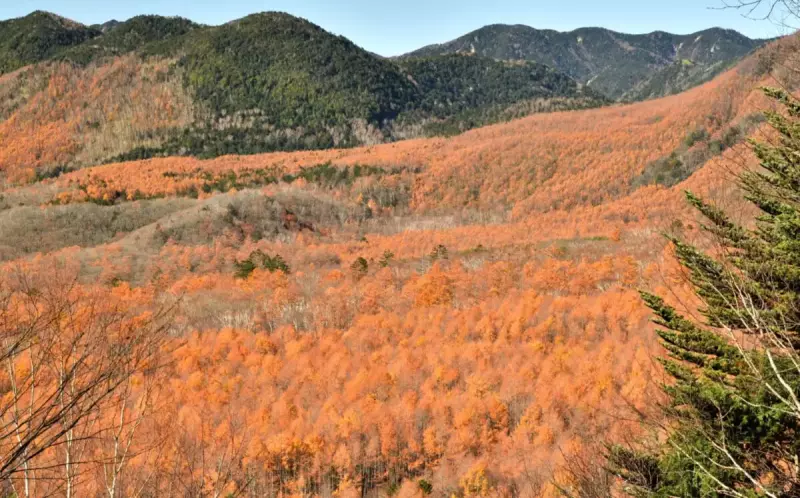 紅葉 季節の影響