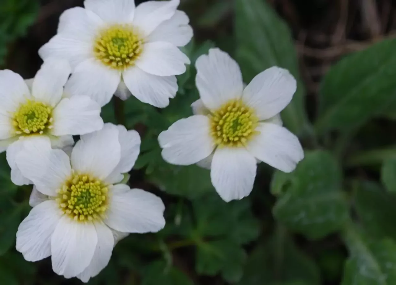 キタダケソウは雪解けすぐの北岳の高山帯にだけに咲く高山植物