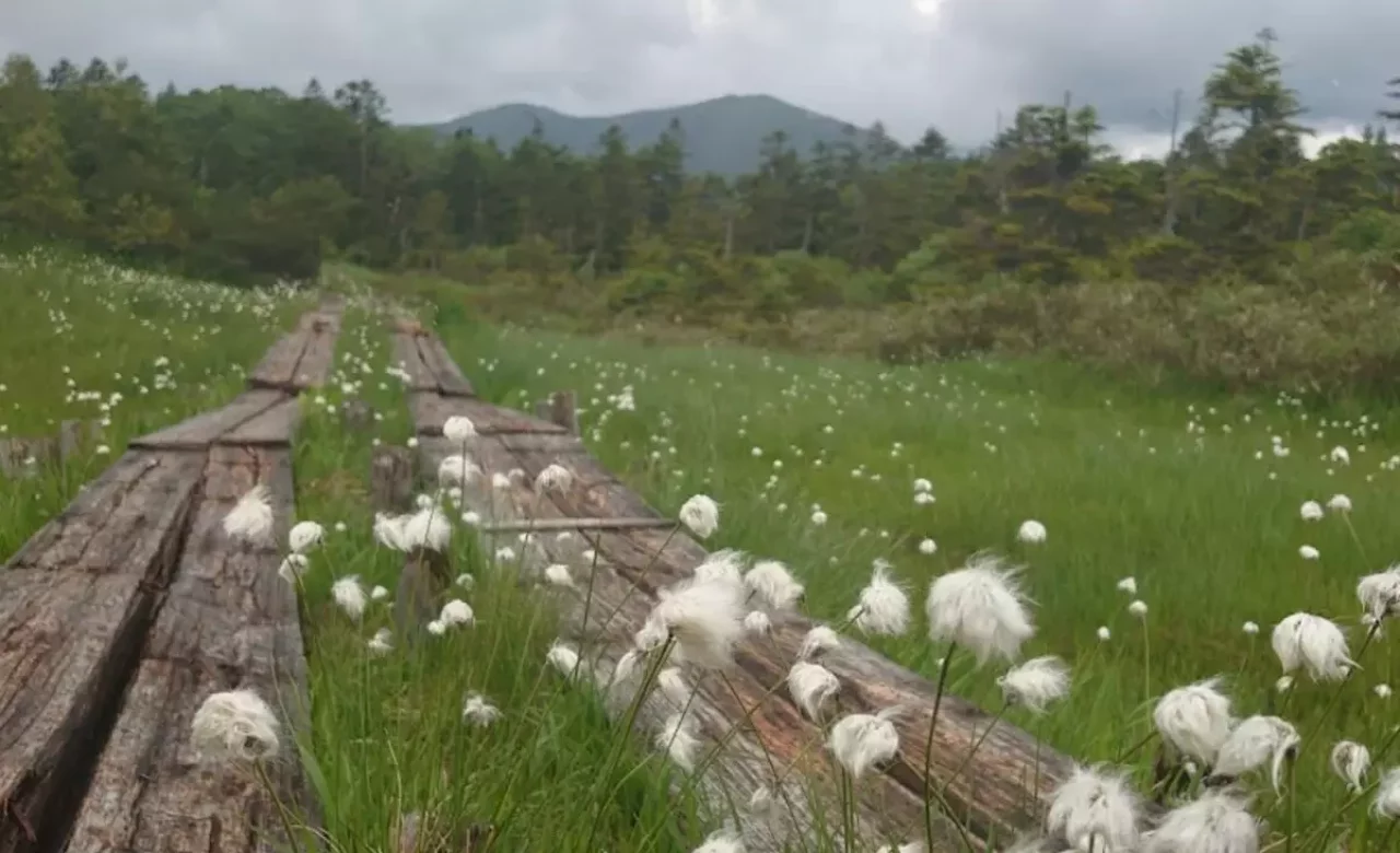 ワタスゲの群落