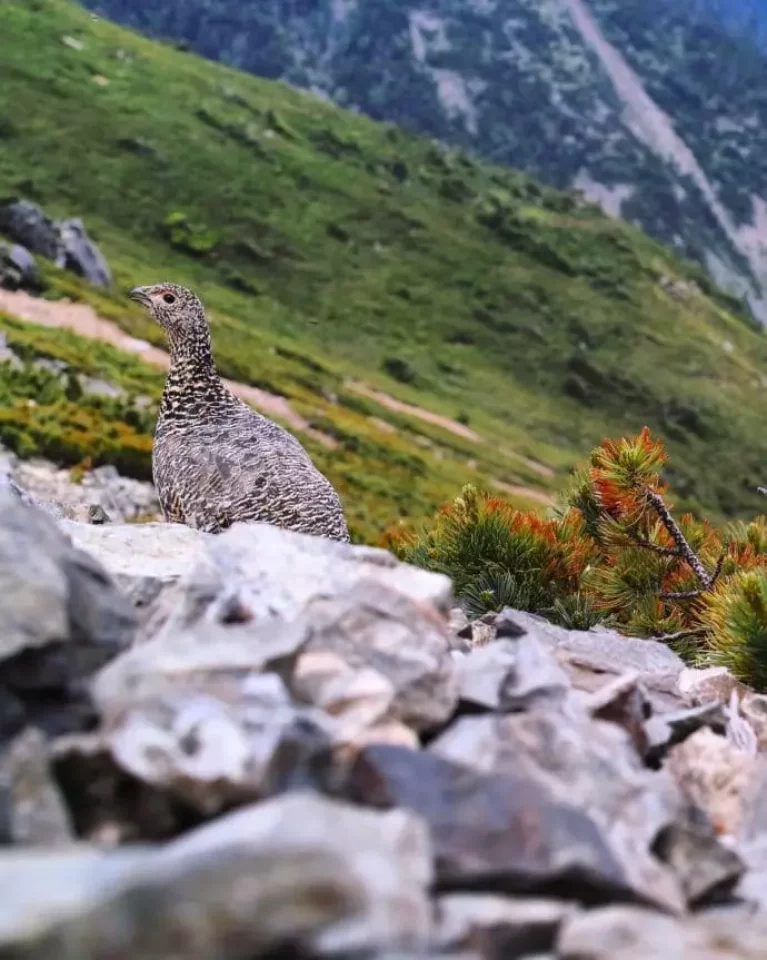 ある程度遠くから動物を捉える