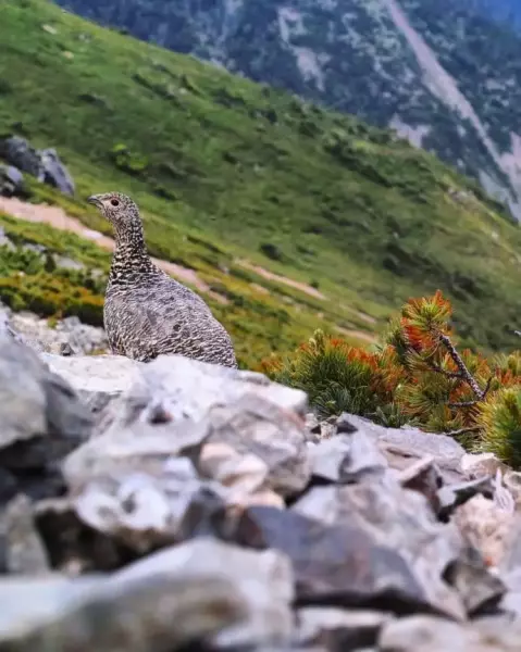 ある程度遠くから動物を捉える