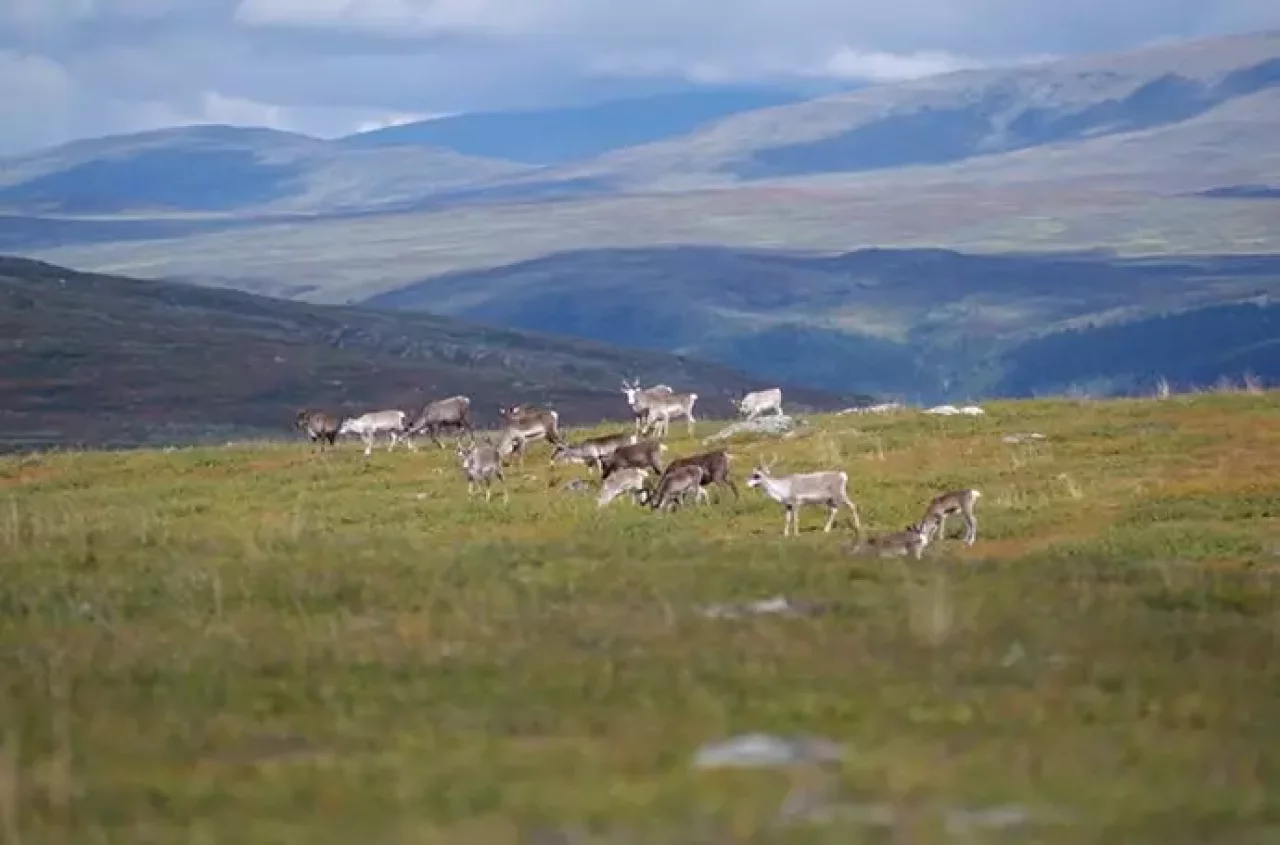 トレイルでは野生のトナカイが縦横無尽に駆け回っていた。