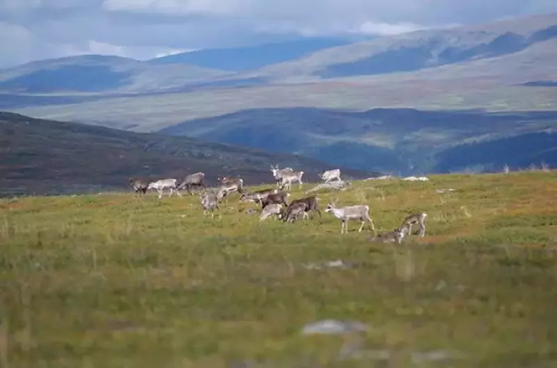 トレイルでは野生のトナカイが縦横無尽に駆け回っていた。