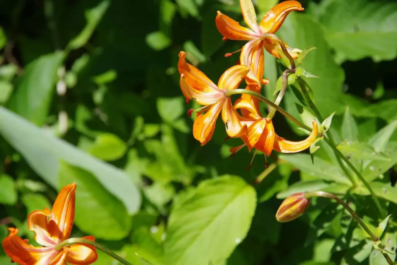 野反湖ハイキング周遊コース