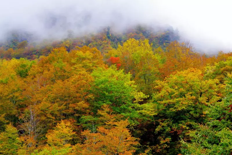中荒沢・万年雪と紅葉登山4
