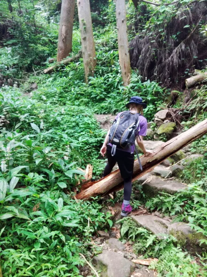 冨山・伊予ヶ岳の分岐