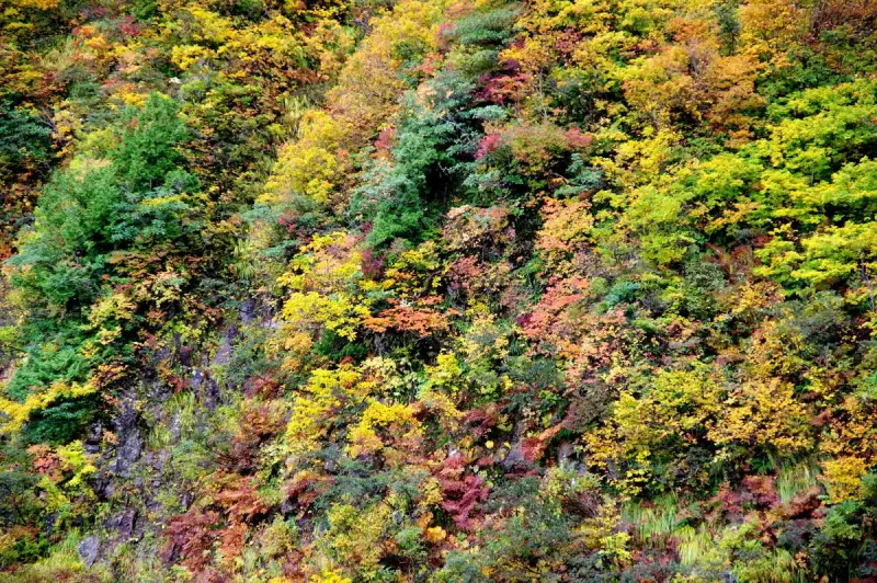 中荒沢・万年雪と紅葉登山5