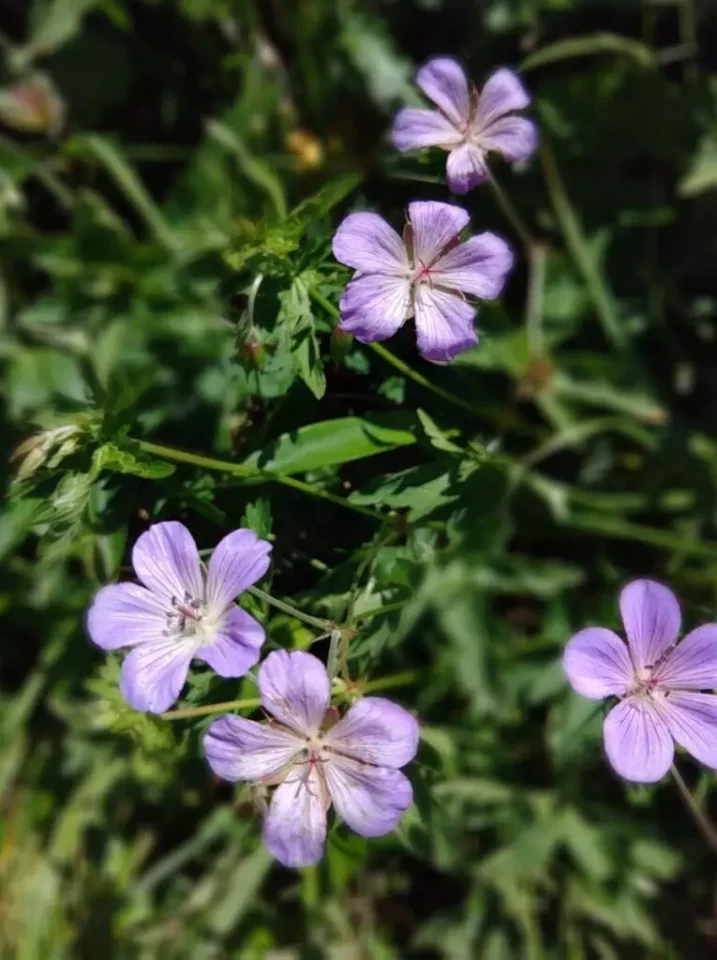野反湖ハイキング周遊コース