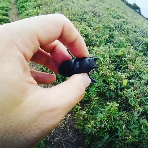 オオクワガタの雌