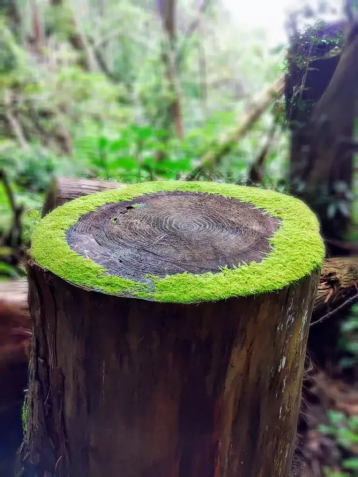 伊予ヶ岳山頂の森