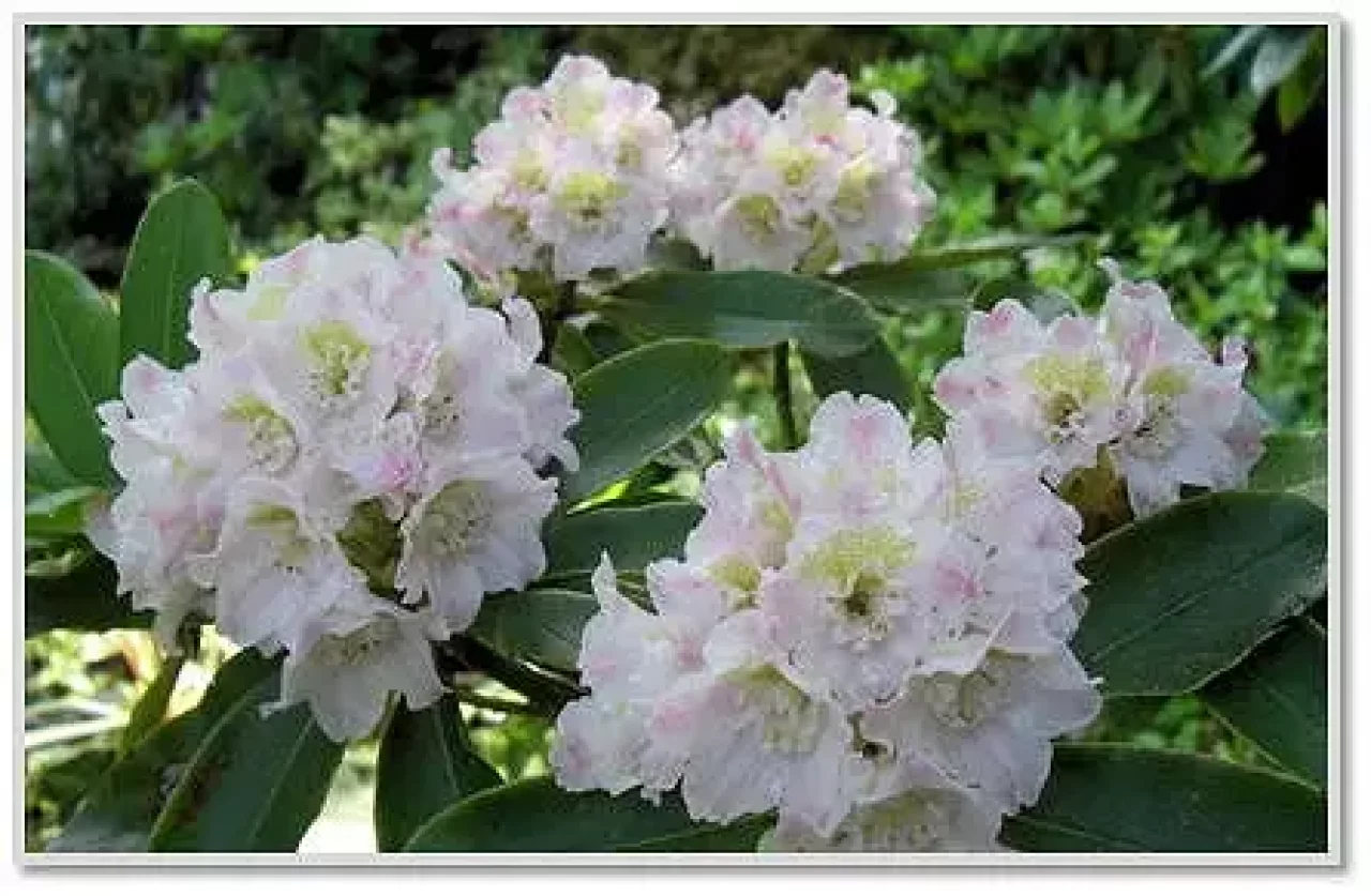 安達太良山 ネモトシャクナゲ