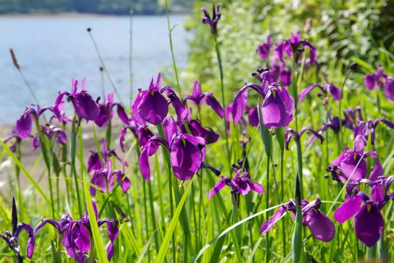野反湖ハイキング周遊コース