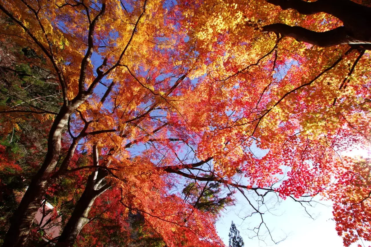 黒瀧山&黒瀧山不動寺 ・南牧の紅葉5