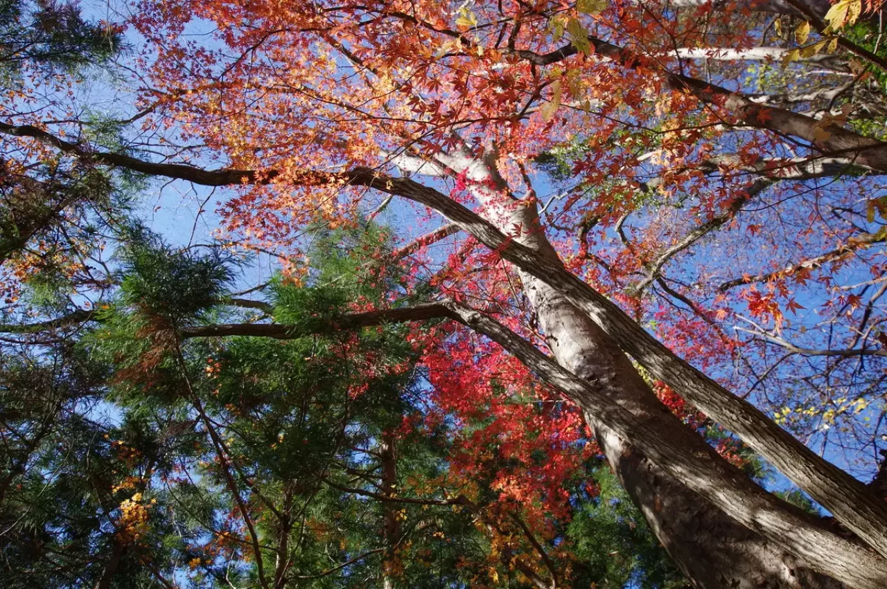 登山終わり里山に降りて田園風景中を歩む1
