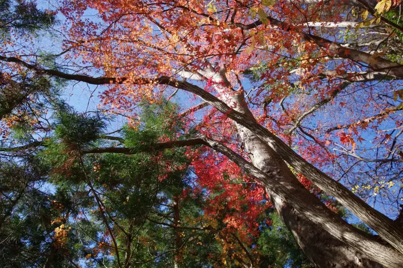 登山終わり里山に降りて田園風景中を歩む1