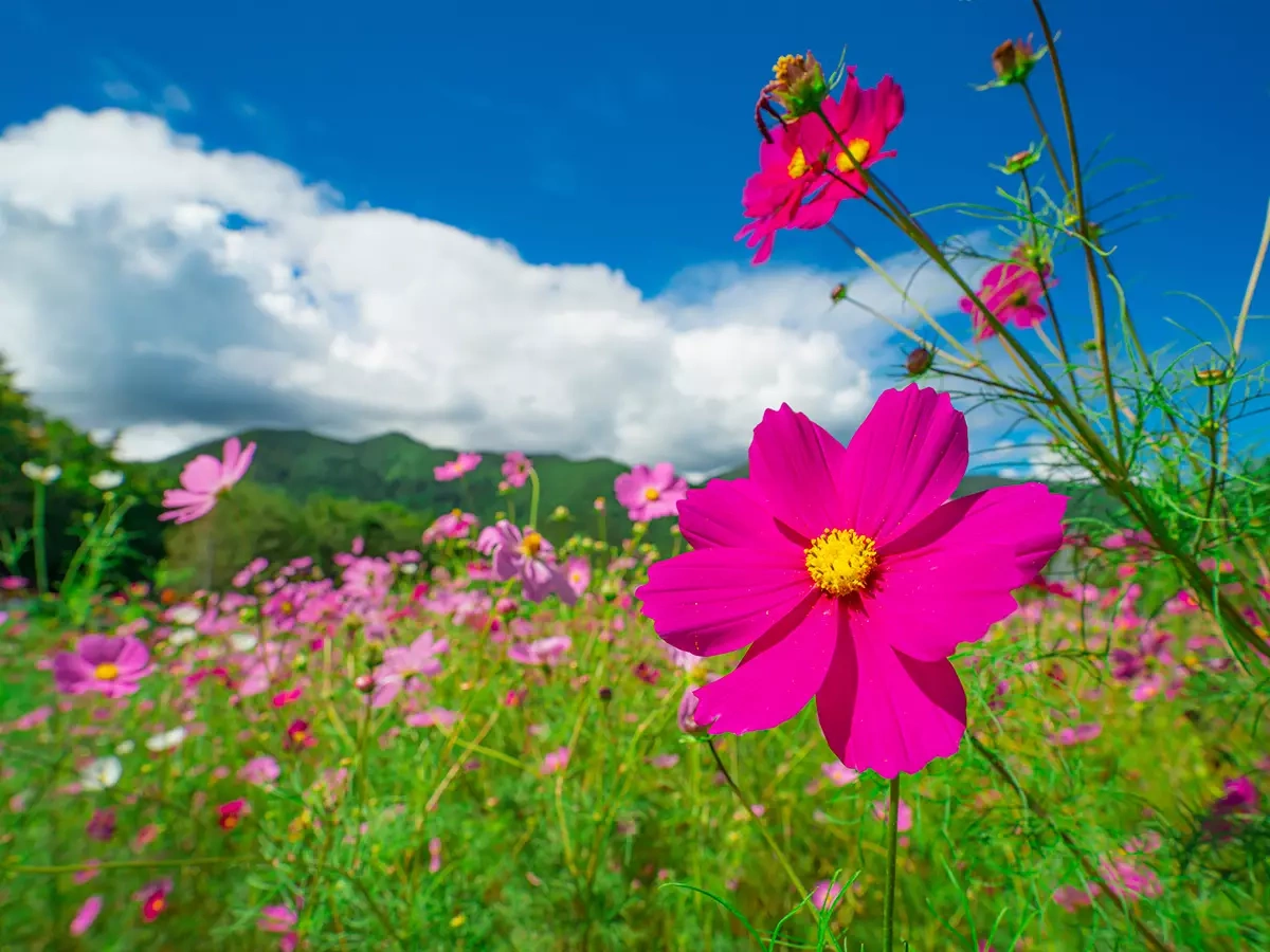 【蛇峠山】難易度はお山歩の簡単アクセス♨ 阿智セブンサミット