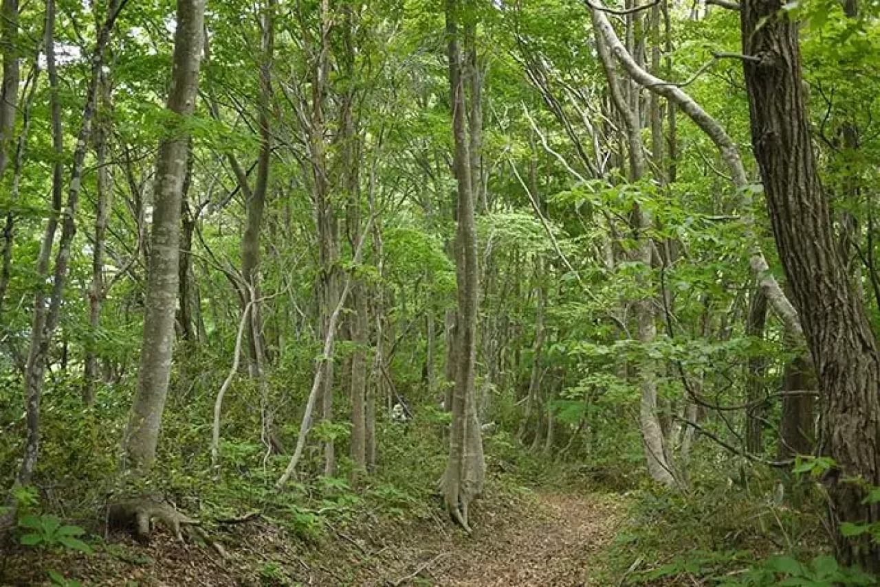 越知山泰澄トレイル
