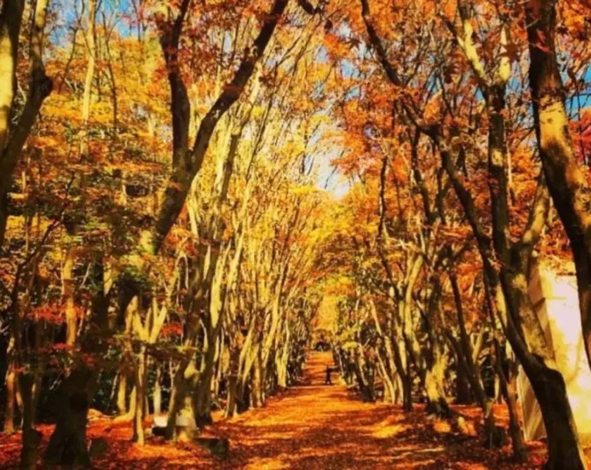 福岡県 河内藤園