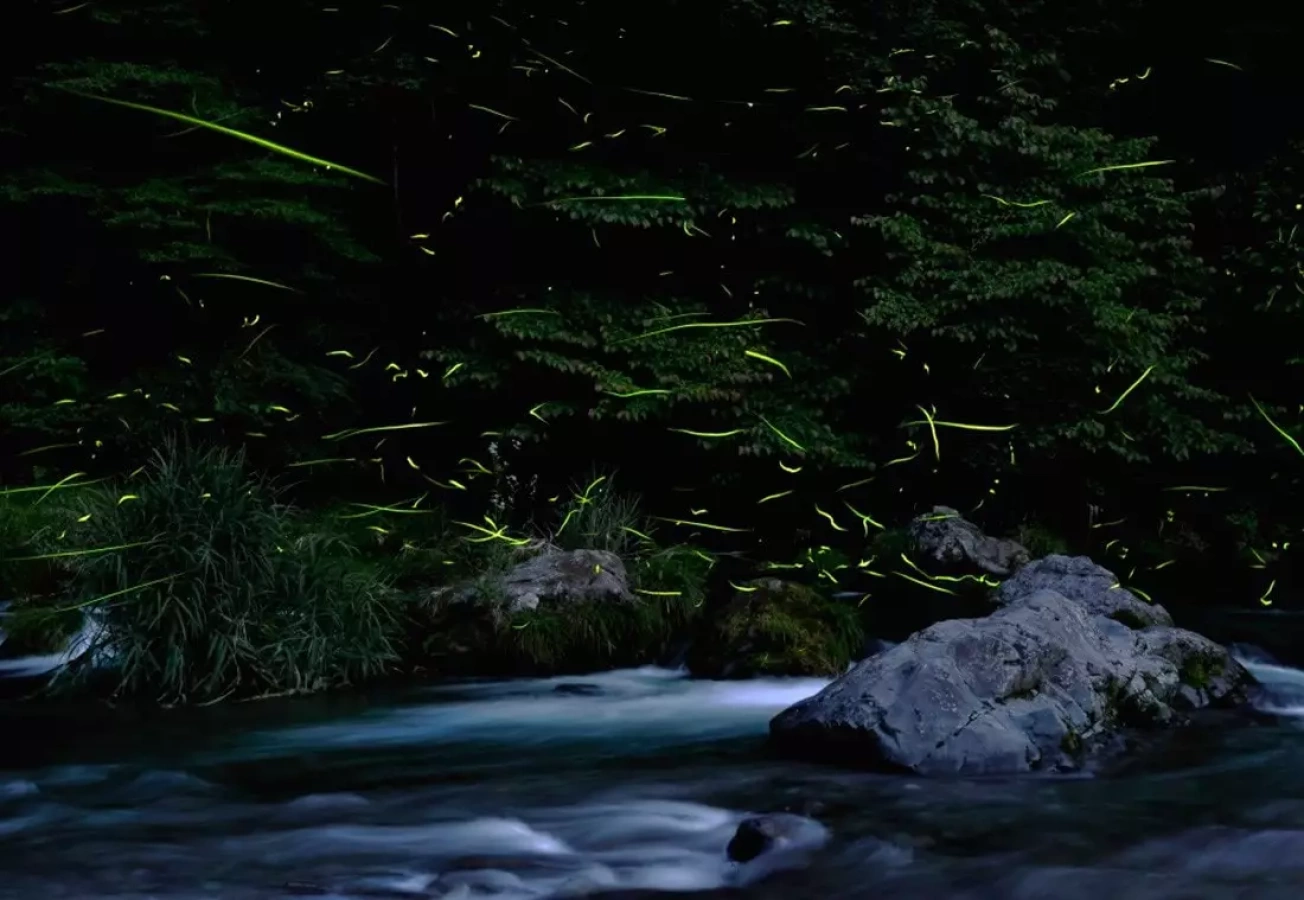 年に一度の自然が作り出す幻想的風景「名栗のほたる観賞の集い」