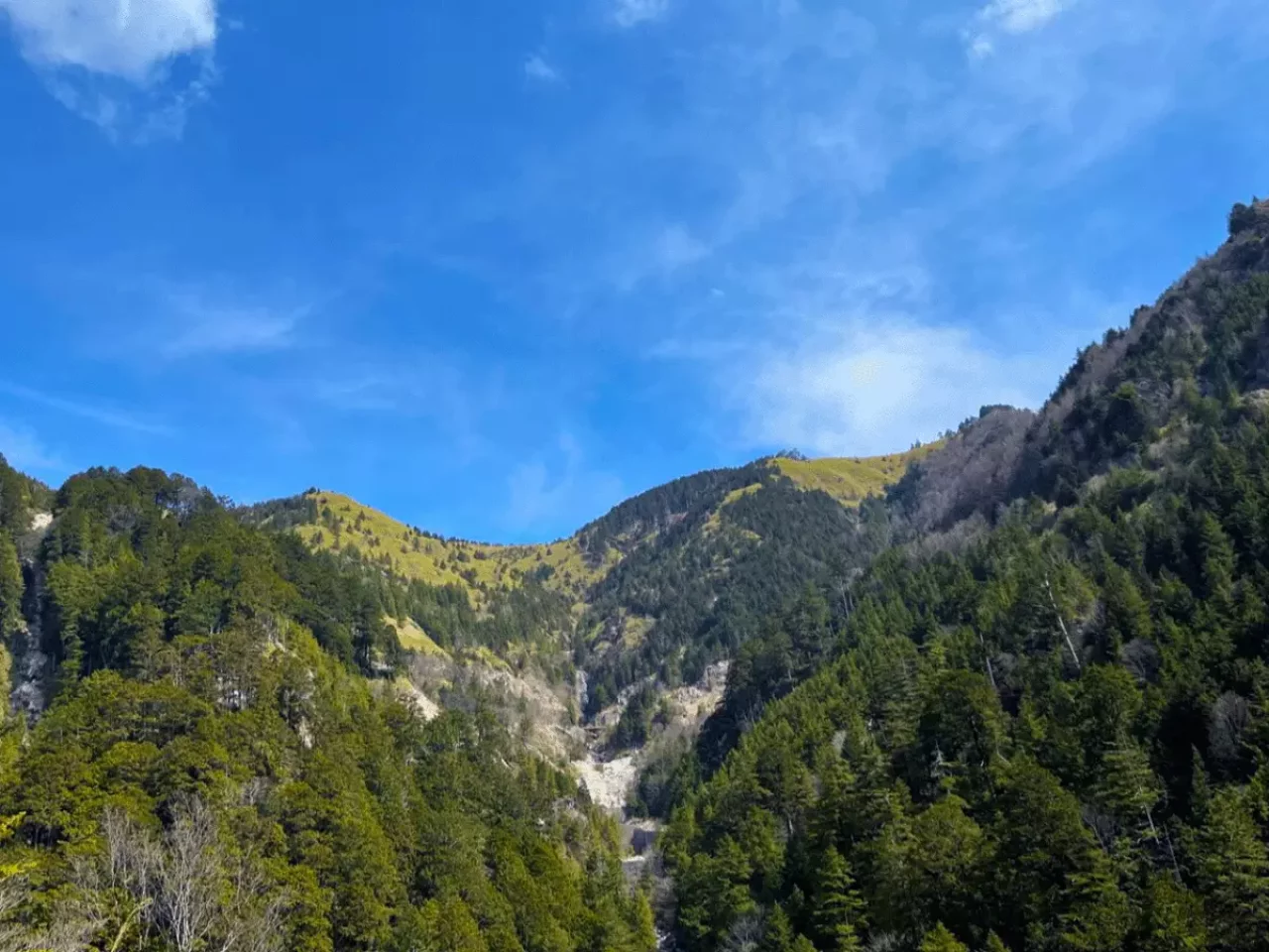 7:15am 林道からの眺めも軽快です!森のパッチワークが美しい