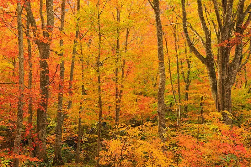 紅葉登山 金剛山