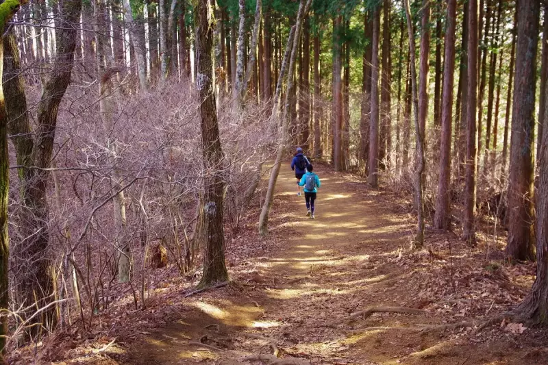裏高尾の定番トレイル 低山縦走 陣馬山
