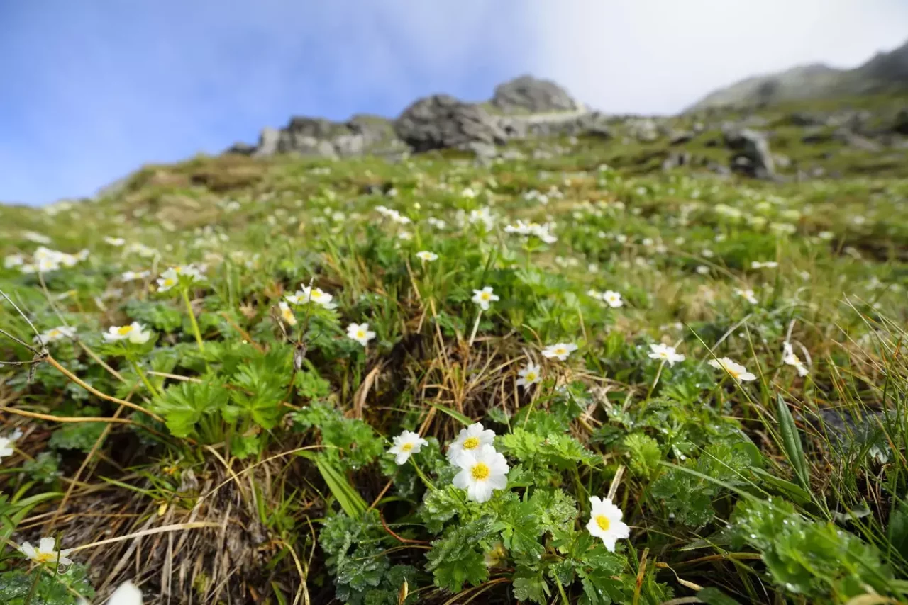 北岳にしか見ることができないキタダケソウ