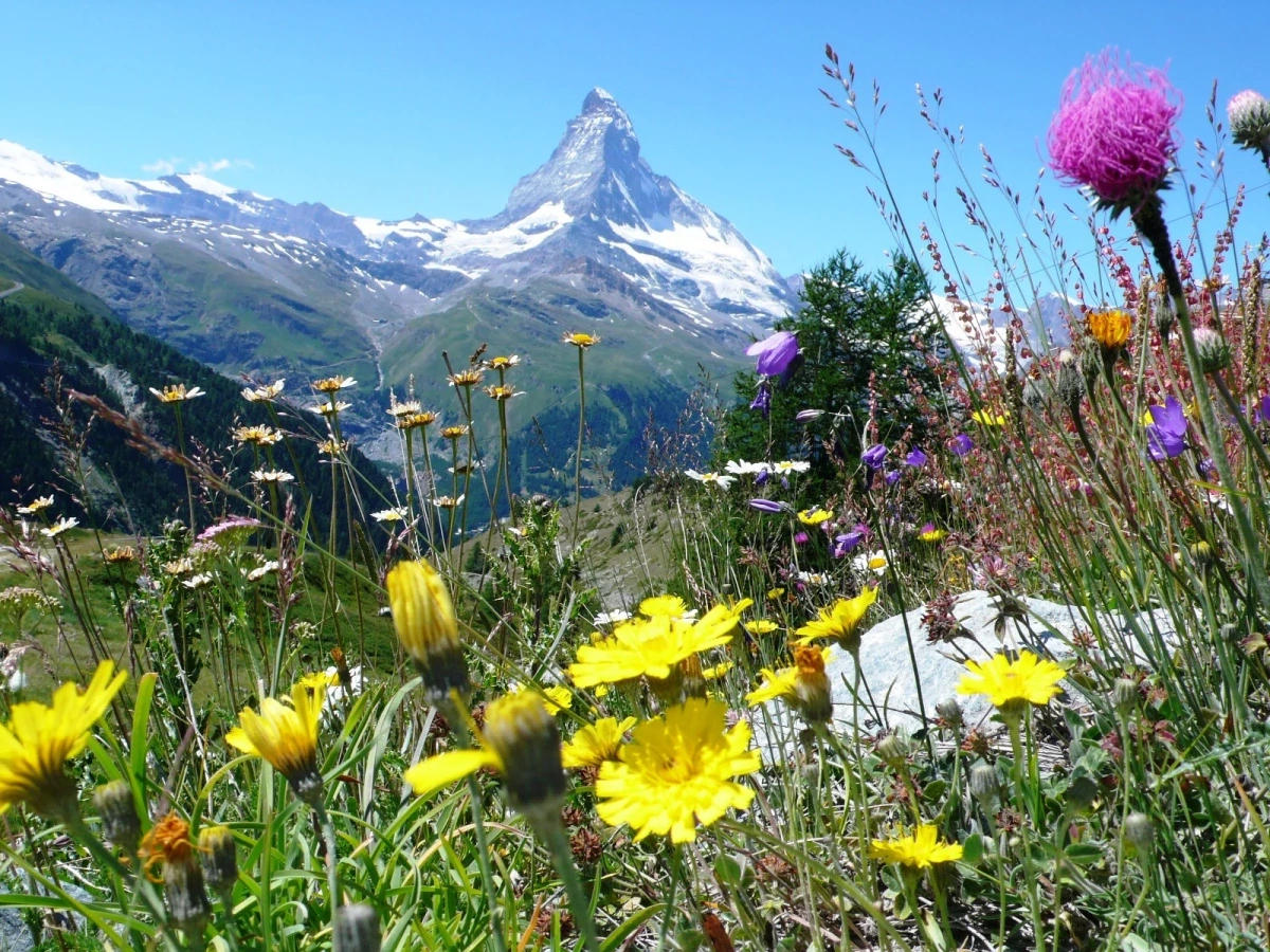 花が綺麗な山【関東甲信越】17選!初夏から夏の日帰り登山におすすめ