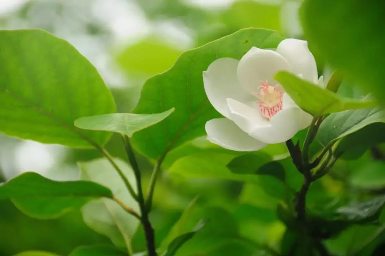 オオヤマレンゲ