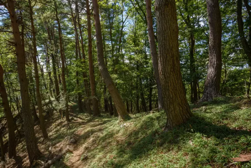 道迷い遭難/薄暗い山奥・遭難イメージ