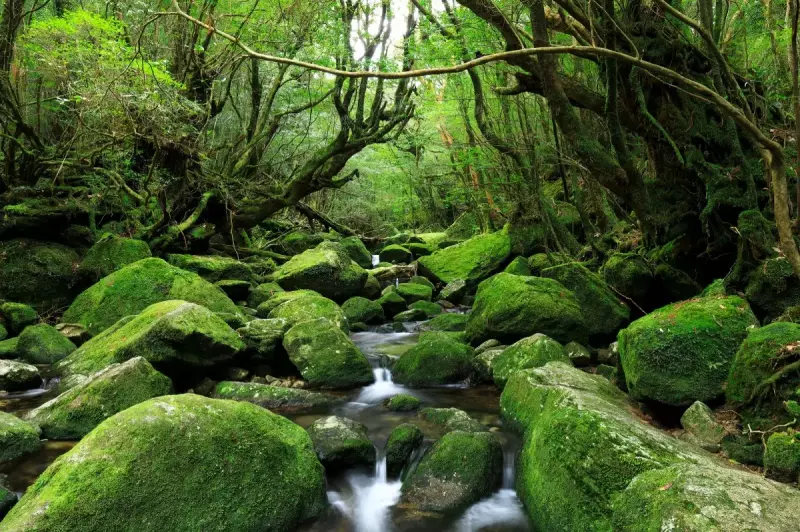 j白川雲水峡の苔むした森