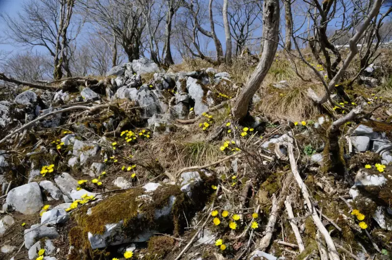 3月 お花見登山
藤原岳の福寿草