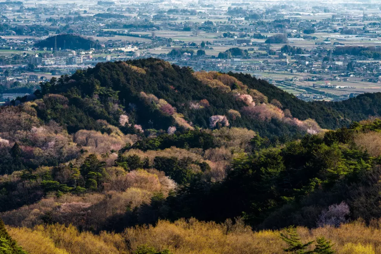 3月 お花見登山
太平山 桜