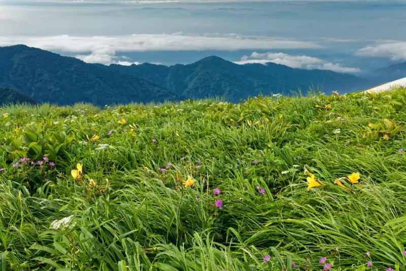 高山植物咲く飯豊連峰・御西岳付近から種蒔山付近の稜線を望む