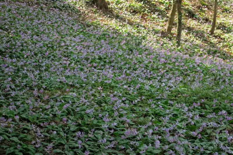 3月 お花見登山
鳩吹山カタクリ群生地