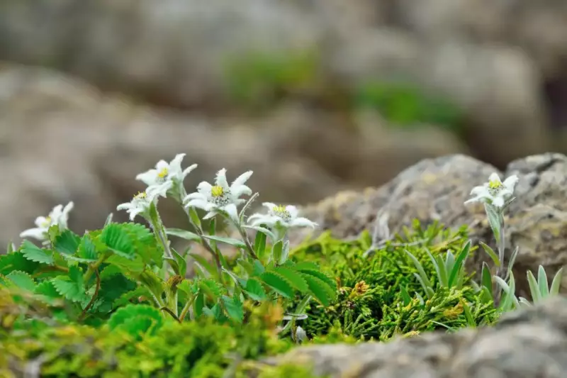 満開のハヤチネウスユキソウ