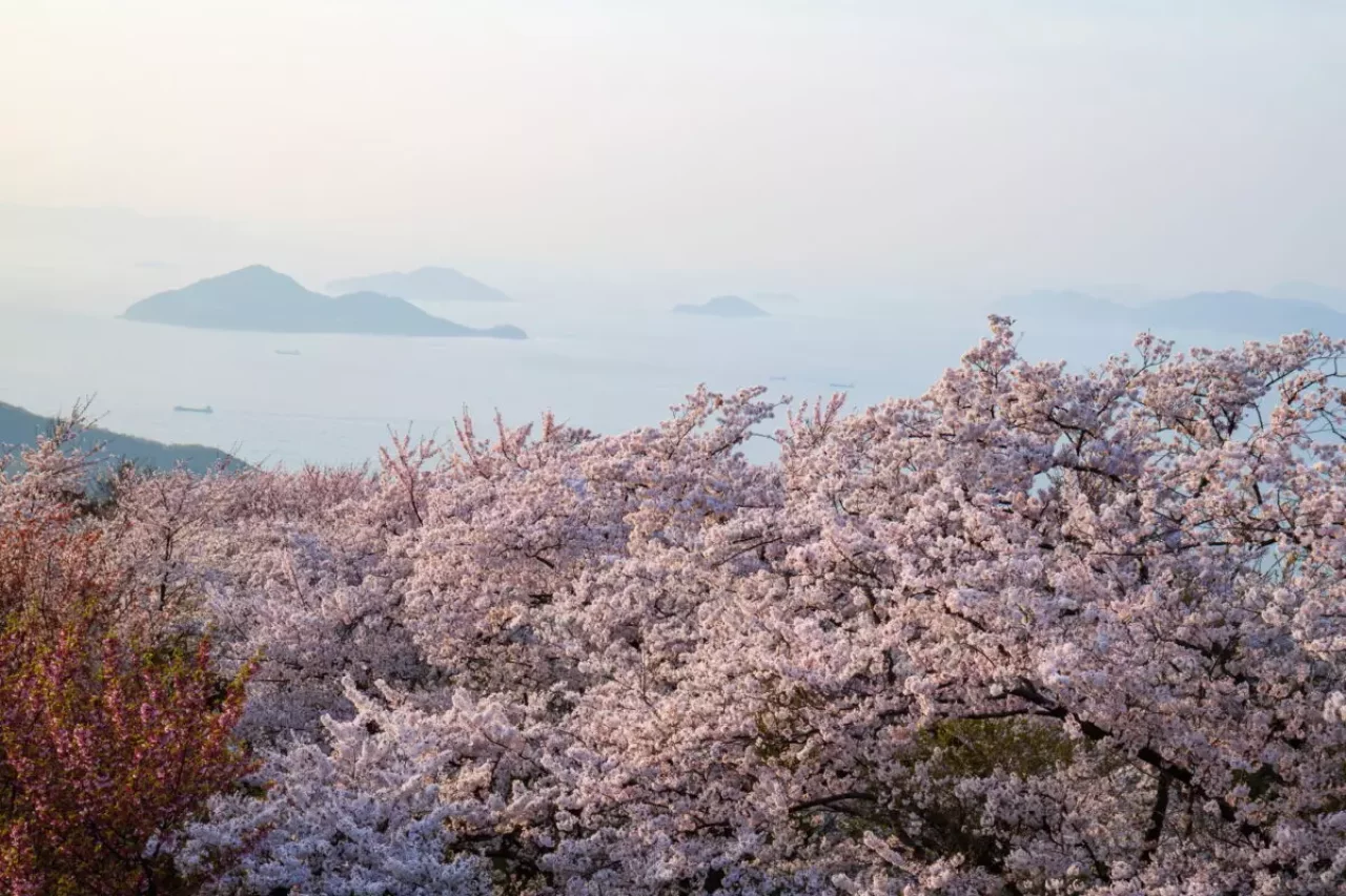 3月 お花見登山
紫雲出山の桜 夕方 (香川県三豊市)