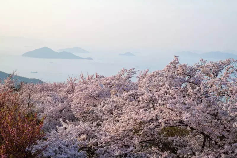3月 お花見登山
紫雲出山の桜 夕方 (香川県三豊市)