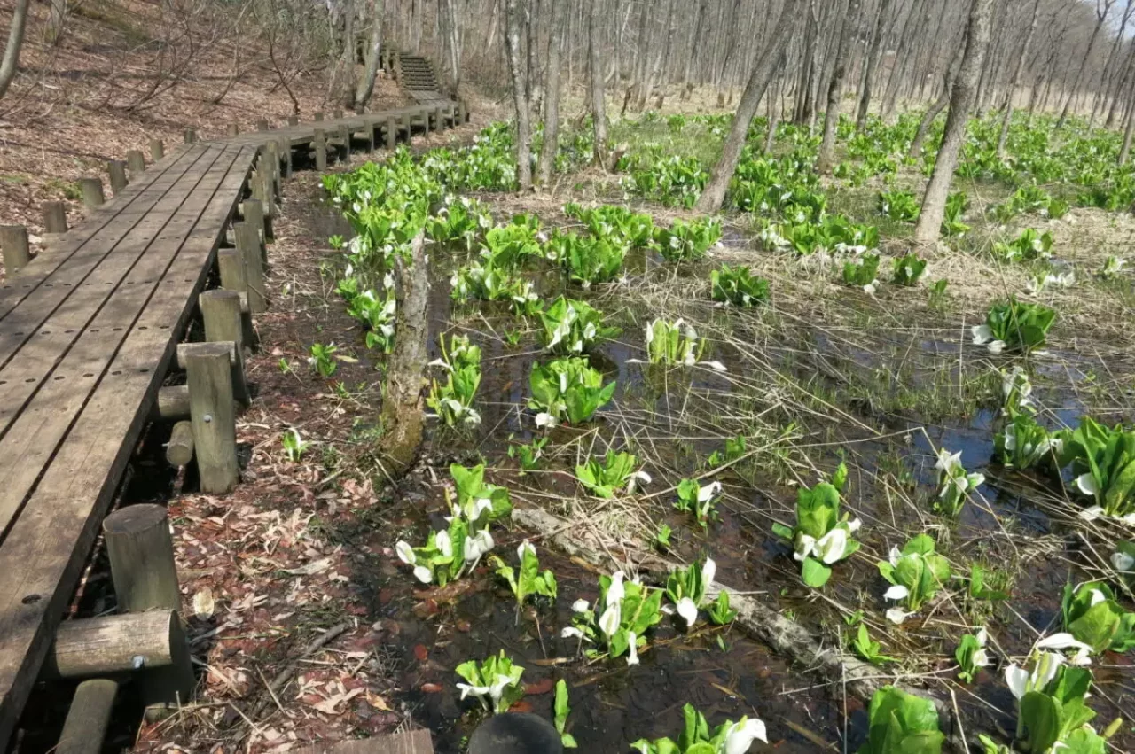 加美町荒沢のミズバショウ
薬莱山 登山