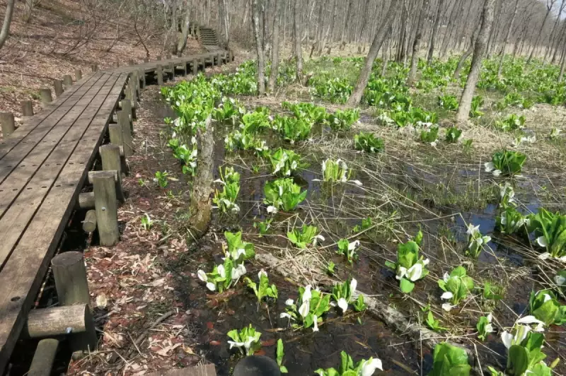 加美町荒沢のミズバショウ
薬莱山 登山