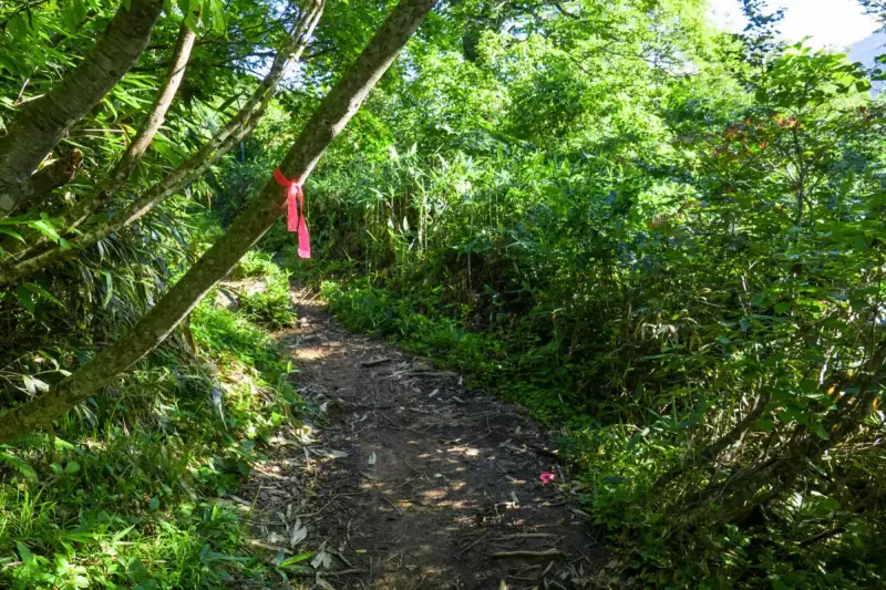 道迷い遭難/登山道 (正しい道を示すピンクリボン)