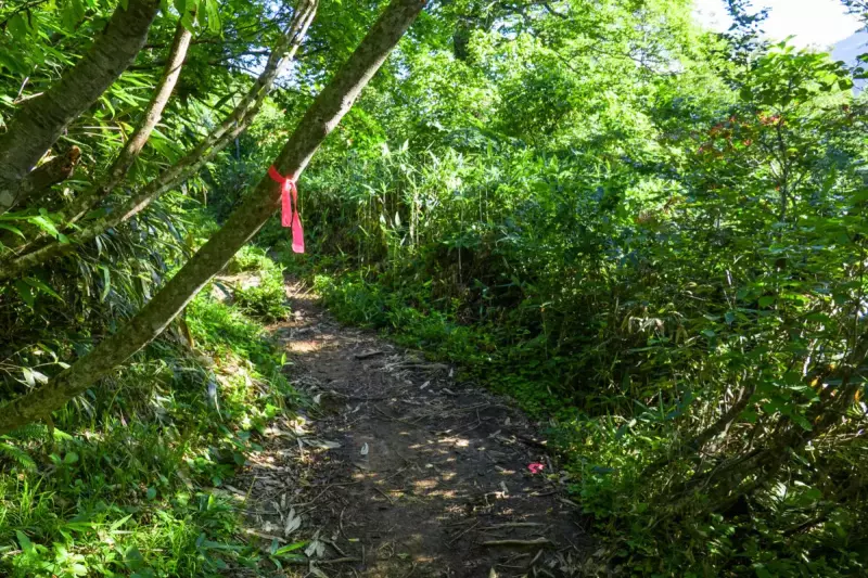 道迷い遭難/登山道 (正しい道を示すピンクリボン)