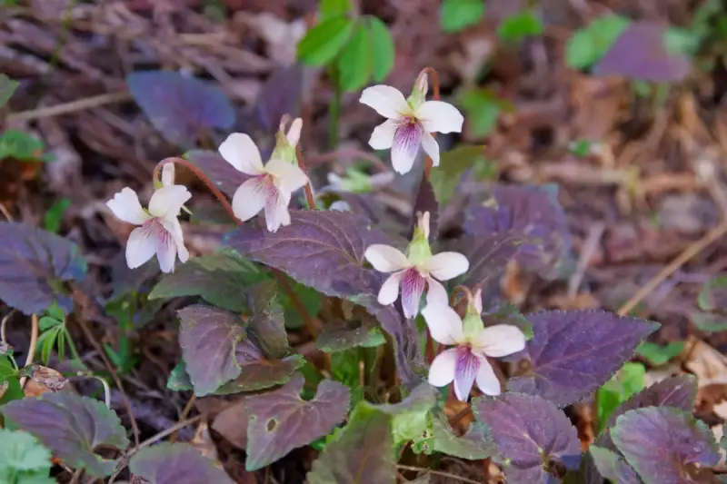 高尾山のタカオスミレ
3月 登山 関東