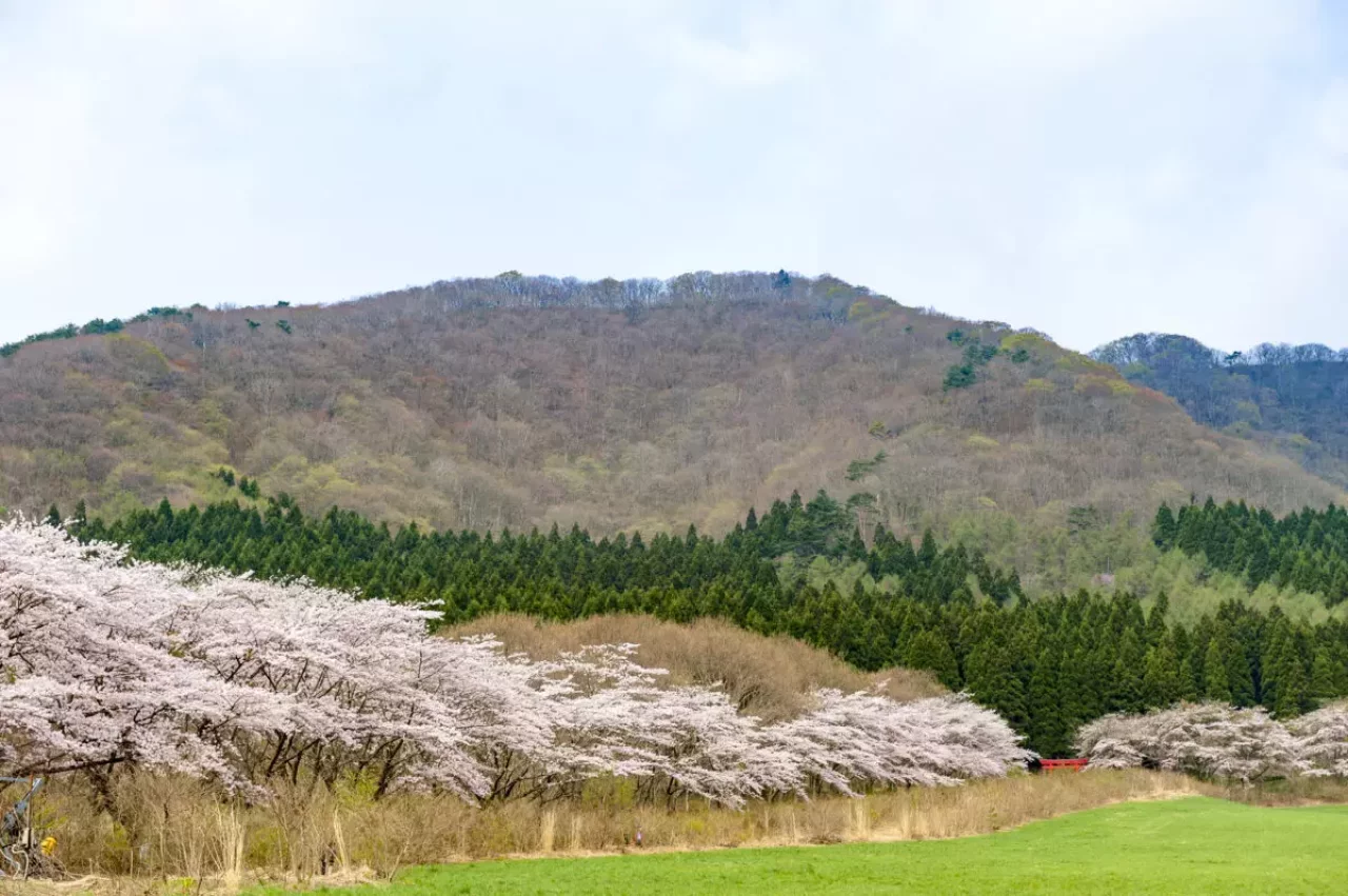 宮城県北部 薬莱山の桜
薬莱山 登山