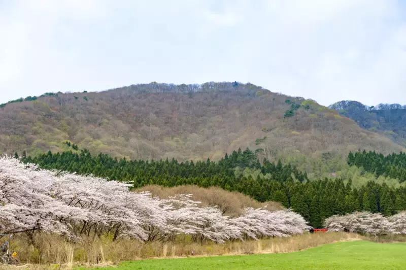 宮城県北部 薬莱山の桜
薬莱山 登山