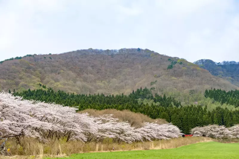 宮城県北部 薬莱山の桜
薬莱山 登山