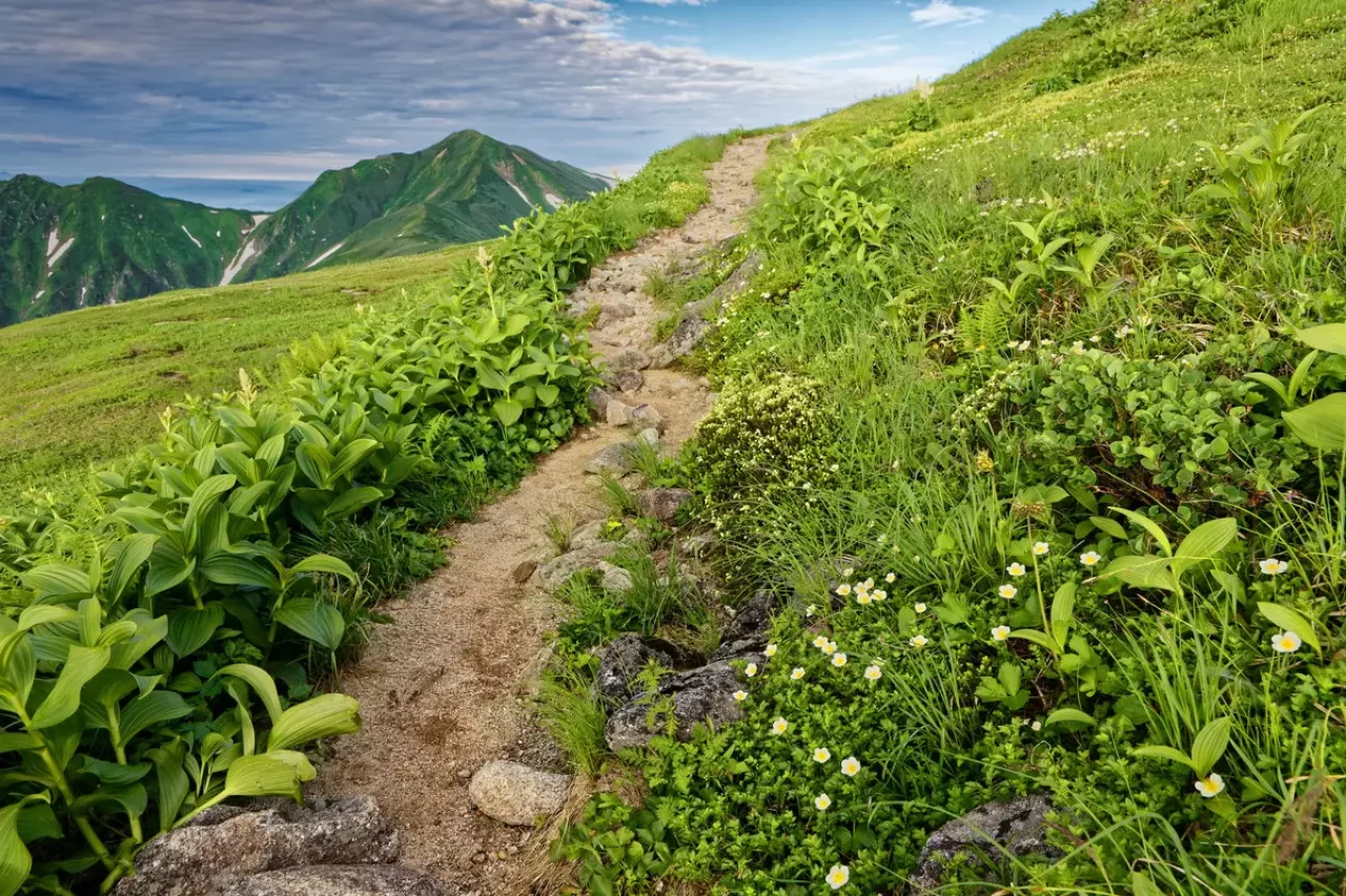 高山植物咲く飯豊連峰の登山道と大日岳