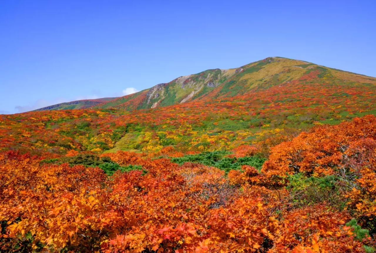 神の絨毯 日本一美しい山岳紅葉で知られる花の百名山、栗駒山(須川岳)